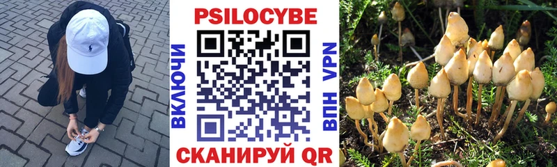 Псилоцибиновые грибы Psilocybe  Купить закладки  Арамиль 